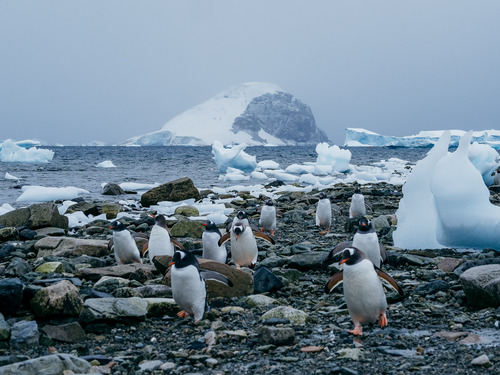 Gentoo Penguins Waddling Along the Beach, Danco Island, Antarctica, Matt Horspool