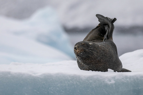 Fur Seal, Antarctica, Scott Portelli