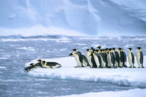 Emperor penguins diving off ice floe, shutterstock