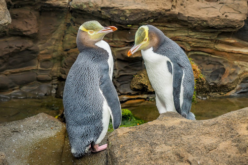 Two Yellow Eyed Penguins, Shutterstock