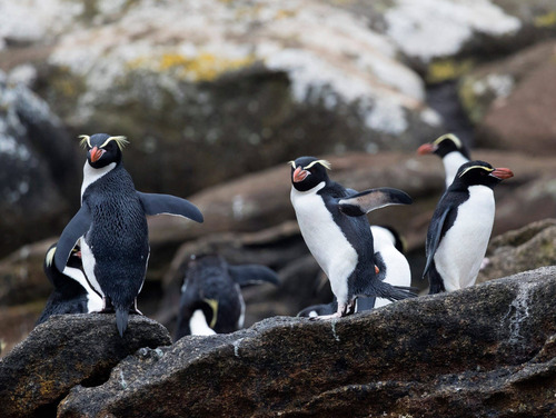 Snares Penguin on The Snares, Shutterstock