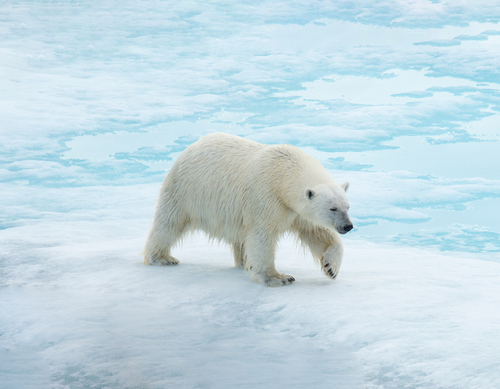 Spitsbergen: Realm of The Ice Bear | Norway Cruise - Vantage