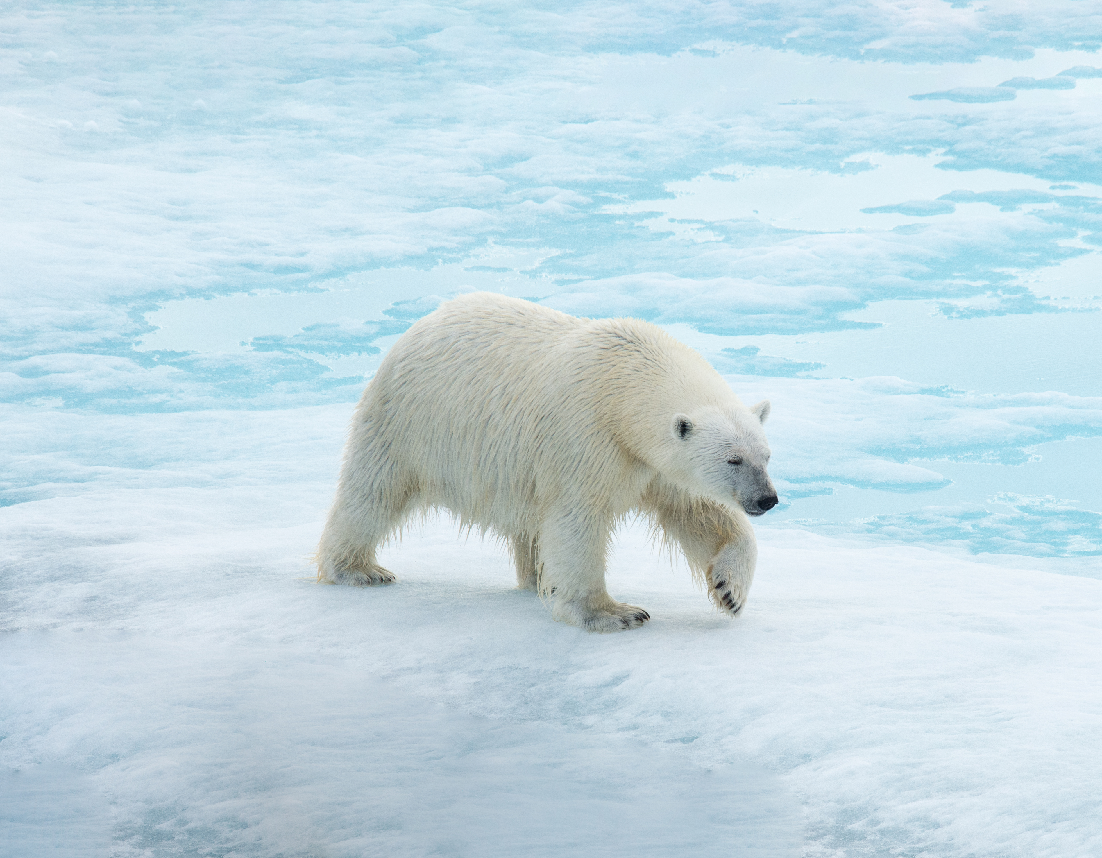レストレーション　ハードウェア　MCM カクテルシェーカー　Polar Bear Spitsbergen: Realm of The Ice Bear | Norway Cruise - Vantage