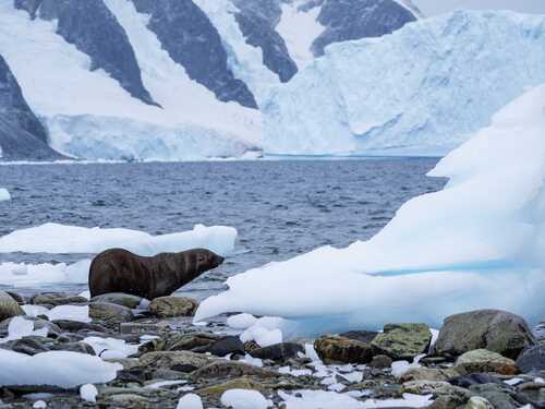 Antarctic Fur Seal On Shoreline, Danco Island, Antarctica, Matt Horspool