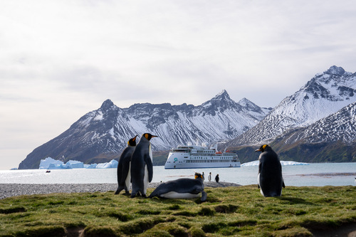 King Penguins, Fortuna Bay, South Georgia, Tyson Mayr