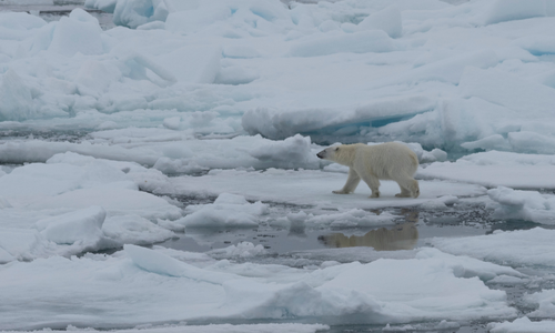 Polar Bear in Svalbard