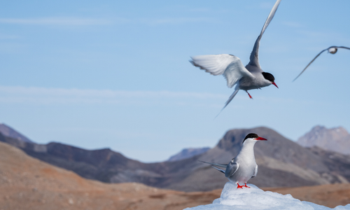 Arctic Terns, Kongsbreen, Ossian Sarsfjellet, Svalbard