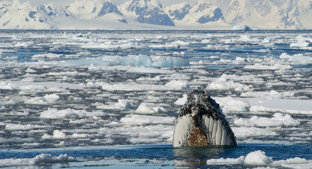 Humpback Whale in Antarctica