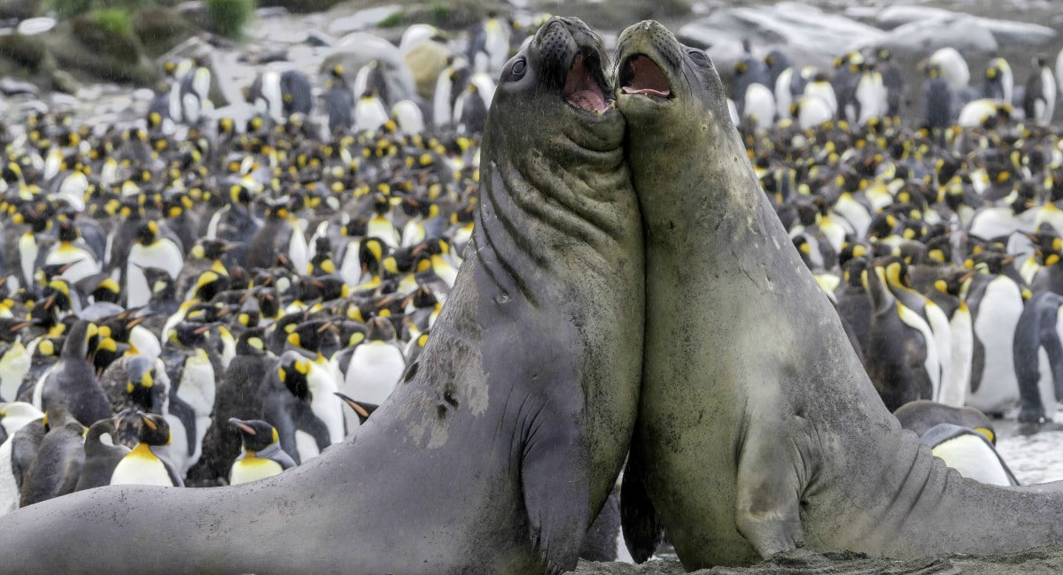 Elephant seals against a backdrop of king penguins