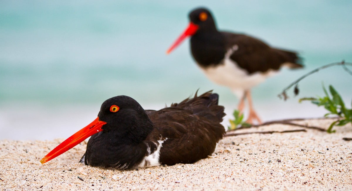 Galapagos Oystercatcher