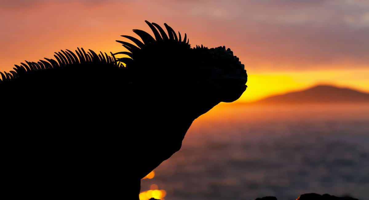 Galapagos iguana