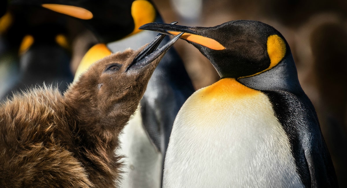 King penguins at South Georgia