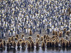 In-Depth South Georgia & Antarctica