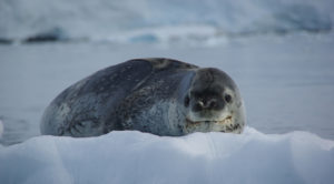 Leopard seal