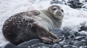 Weddell seal