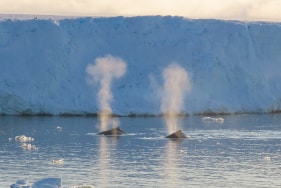 Wild Antarctica