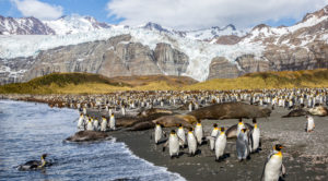 King penguins and seals in South Georgia