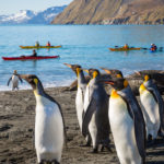 Sea Kayaking in South Georgia