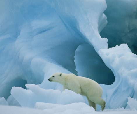 FLIP-SQUARE_ARCTIC_polar-bear