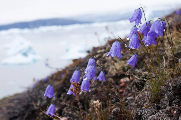 Arctic harebells