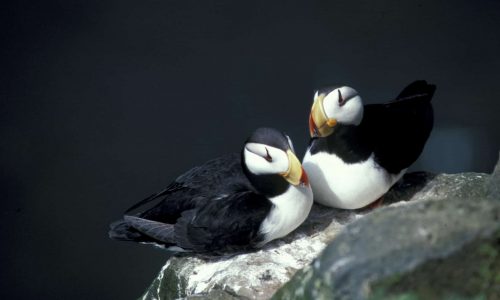 Horned puffins