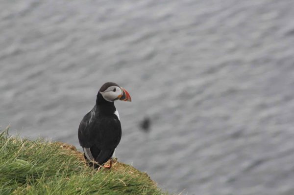 Puffin on Grímsey island, Iceland