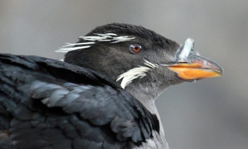 rhinoceros-auklet-wikimedia-commons