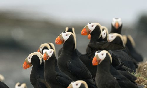 Tufted puffin colony